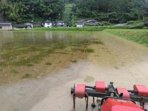 稲の無農薬栽培における除草のやり方 - 岡山の米屋四代目　明日のご飯ブログ