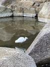 8 あなた その川を渡らないで ひとこと ふたこと みこと
