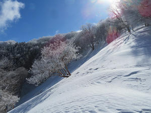 のんびりスノーシューで雪景色を愛でる♪【奈良】2/11 - 静かなお山の森歩き～♪