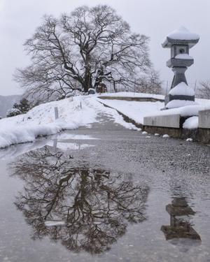 水鏡の醍醐桜 - 写真ブログ「四季の詩」