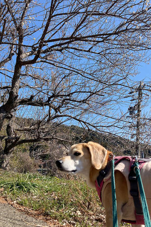 味噌作り2022 - 犬と楽しむスローライフ