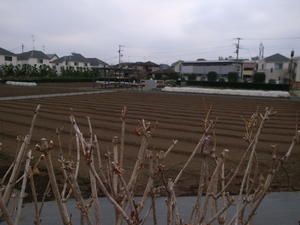 春に備えて耕す - 善福寺川緑地～和田堀公園（写真散歩）