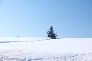 雪原の上の1本の木～２月の美瑛 - 
