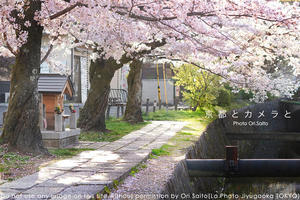 京都とカメラと。夢見るように、歩く。 #kyoto #カメラ女子 #Sony #SIGMA #桜 #現像　#sakura - さいとうおりのカメラに恋するフォトレッスン