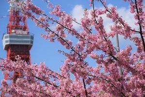 東京タワー　空と雲と時々さくら ～芝公園～ - 雲母（ＫＩＲＡ）の舟に乗って