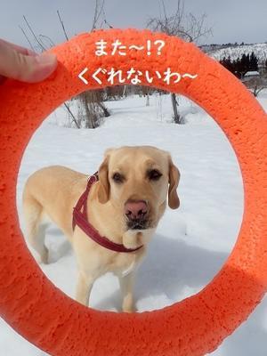 今日も楽しい果樹ん歩。 - りんご村