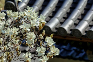 咲き始めた白木蓮「十輪寺」 - やきとりブログ