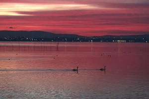 たそがれの紅のトラジメーノ湖に２羽の白鳥 - イタリア写真草子