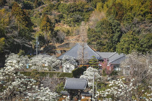 白木蓮咲く境内「十輪寺」 - やきとりブログ
