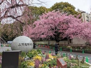 いよいよ桜の季節 - ふくとぽん