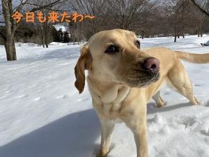 野生動物の足跡を追って。 - りんご村