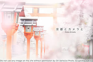 京都とカメラと可憐な桜の神社。 @hiranojinja #kyoto #カメラ女子 #Sony #SIGMA #桜 #現像 #sakura #Adobe - さいとうおりのカメラに恋するフォトレッスン