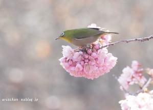 少し前ですが我が地方の非寒桜が咲きました♫ - アリスのトリップ２