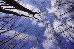 苔の花* - FUNKY'S BLUE SKY