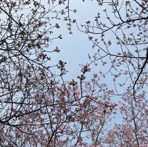 ちらほら桜 - ひなたぼっこ。