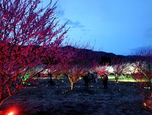 秋間梅林祭り2022 ＊ ライトアップで夜の観梅♪ - ぴきょログ～軽井沢でぐーたら生活～