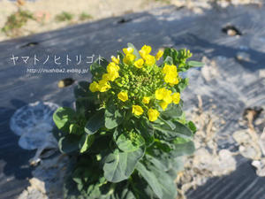 搨菜の花 - yamatoのひとりごと