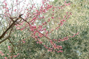 オリーブ畑花咲く春とうちの猫たち - イタリア写真草子