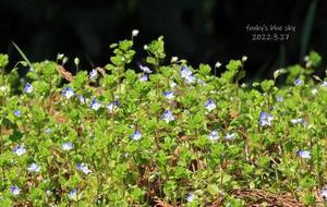 咲き始めたばかりのカタクリの花* - FUNKY'S BLUE SKY