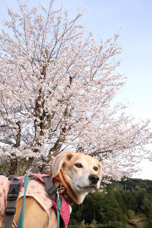 桜と椎茸 - 犬と楽しむスローライフ