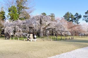 上賀茂神社の桜 - 