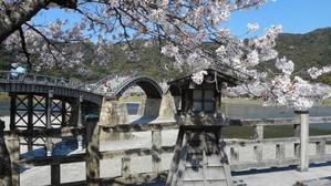 岩国錦帯橋観光情報～錦帯橋の桜も満開です。夜間は幻想的なライトアップ。 - 写真見てください！