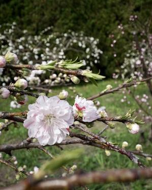 桜を求めて京都と奈良へ ① - 