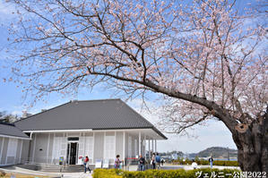 軍港の街の桜 『ヴェルニー公園2022』 - 写愛館