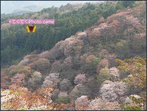奈良県吉野山の桜 - てくてくphotocame　ーちょっとそこまで　奈良のソロ歩き