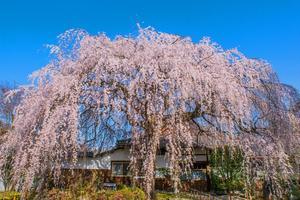 2022京都桜～本満寺 - 鏡花水月