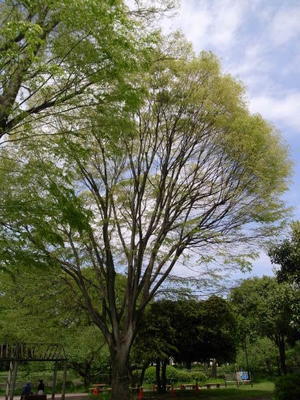 巨樹  新緑 - 善福寺川緑地～和田堀公園（写真散歩）