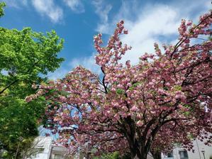 ◆「小さな公園の桜とお花たち Ⅰ」 - ねこウサギのきもち Vol.0