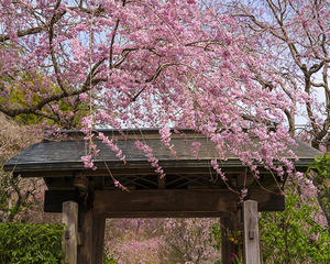 青空と明月院の枝垂れ桜 - エーデルワイスブログ