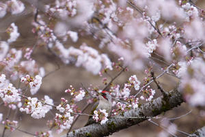 信越自然郷の鳥たち　アオゲラと桜 - 野沢温泉とその周辺いろいろ２
