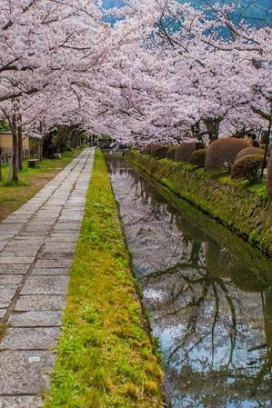 2022京都桜～哲学の道 - 鏡花水月