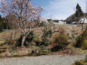 阿仁は桜、鯉のぼり、花々や樹木の輝き - またぎの里・阿仁の風景