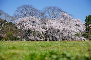 SAKURA*2022　その19（桜*から水仙畑そして･･） - FUNKY'S BLUE SKY