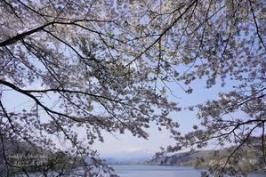 SAKURA*2022　その21（桜満開のみちのく杜の湖畔公園） - FUNKY'S BLUE SKY