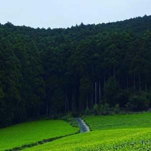 静岡へ！美しい茶畑ではじめての茶摘み - くちびるにトウガラシ
