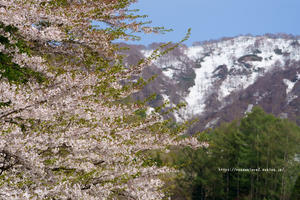 4/30の山ノ神の桜　野沢温泉スキー場柄沢ゲレンデ - 野沢温泉とその周辺いろいろ２