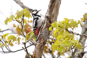 信越自然郷の鳥たち　アカゲラ - 野沢温泉とその周辺いろいろ２