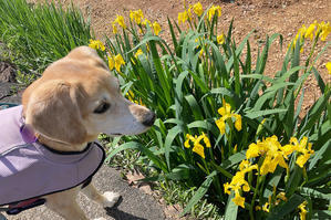 初夏の花散歩と来訪者 - 犬と楽しむスローライフ
