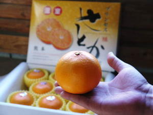 令和6年の究極の柑橘「せとか」は残すところファミリータイプのみで4月30日が最終出荷！早い者勝ち！ - 