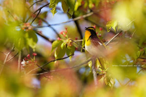 信越自然郷の鳥たち　キビタキ - 野沢温泉とその周辺いろいろ２