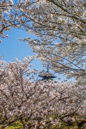 2022京都桜～仁和寺 - 鏡花水月