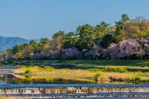 2022京都桜～半木の道 - 鏡花水月