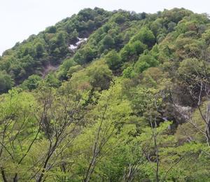 白いカタクリを見に山形県へ - 標高480mの窓からⅡ