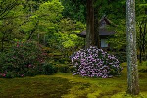 三千院～石楠花②（新緑と桜も） - 鏡花水月