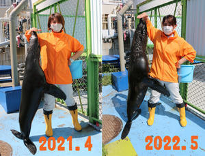 オットセイたちの成長記録（1年1か月振り） - 竹島水族館スタッフブログ
