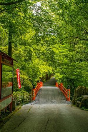 今熊野観音寺～新緑と藤 - 鏡花水月
